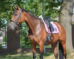 jumper Cleo Obolensky (German Sport Horse, 2017, from Cornet's Call Out)