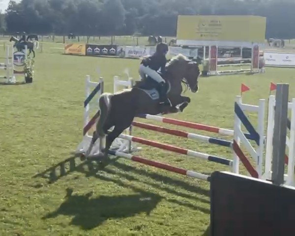 Zuchtstute Petit Hermine (Deutsches Reitpony, 2012, von Mentano K)