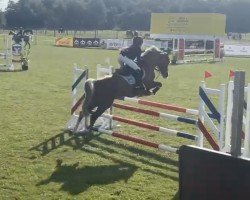broodmare Petit Hermine (German Riding Pony, 2012, from Mentano K)