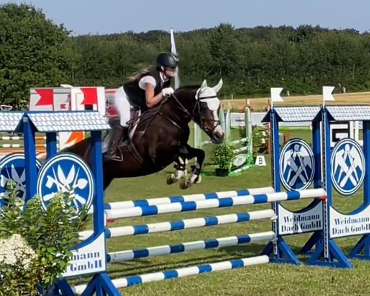 Springpferd Charlotte Charmante (Deutsches Reitpony, 2013, von Night-Power)