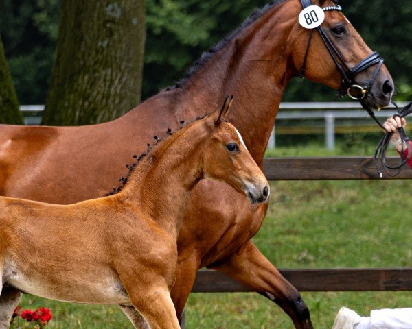 horse Blickfang VH (Westphalian, 2024, from Callaho's Benicio)