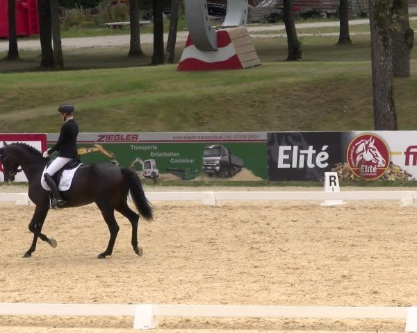Reitturnier Stadl-Paura 2024