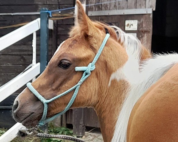 stallion CJS Shaitans Amari (Arabian purebred, 2024, from Vajavo)