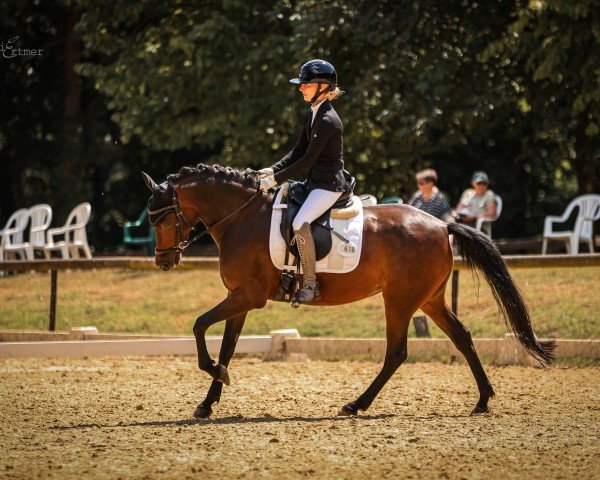 dressage horse Grace 545 (German Riding Pony, 2015, from Going East)
