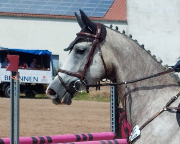 Springpferd Bianca Stella (Polnisches Warmblut, 2019, von Lumpi)