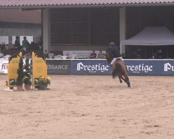 Reitturnier Ranshofen - Braunau am Inn 2024