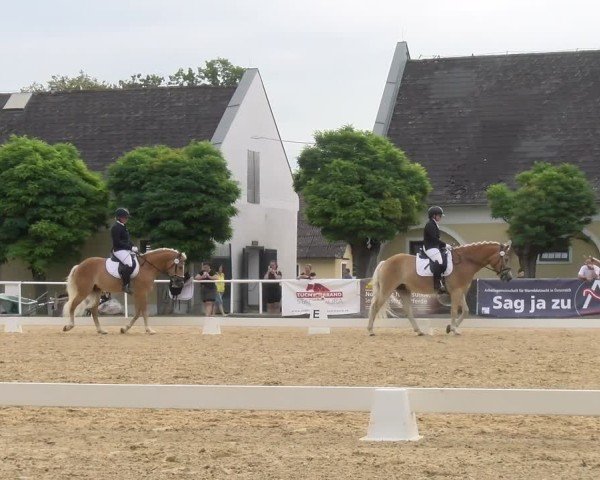 Oberösterreichisches Reitpferdechampionat / Pferdezuchtverband Stadl Paura