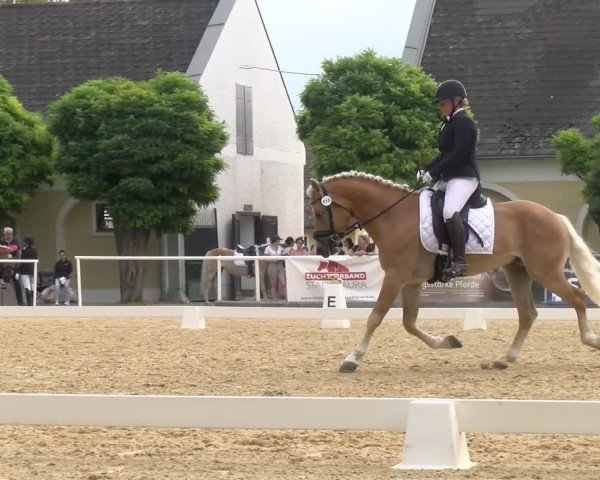 Oberösterreichisches Reitpferdechampionat / Pferdezuchtverband Stadl Paura