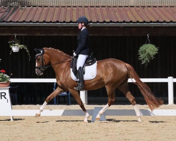 broodmare La petite amie AMW (German Riding Pony, 2020, from D-Gold AT NRW)