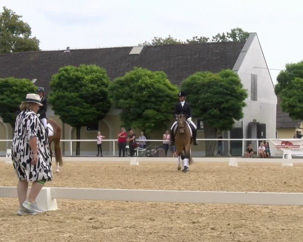 Oberösterreichisches Reitpferdechampionat / Pferdezuchtverband Stadl Paura