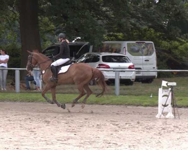Reitturnier Datteln 2024