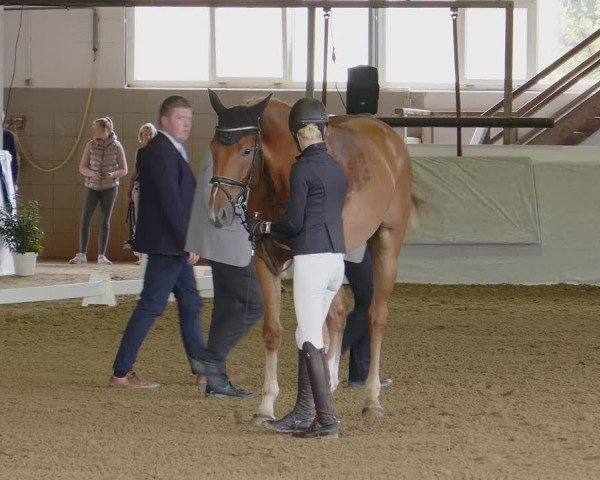 Reitturnier Münster-Albachten 2024