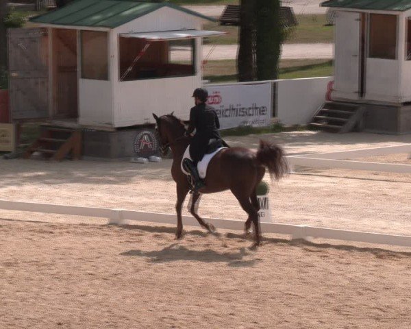 Reitturnier Stadl-Paura 2024