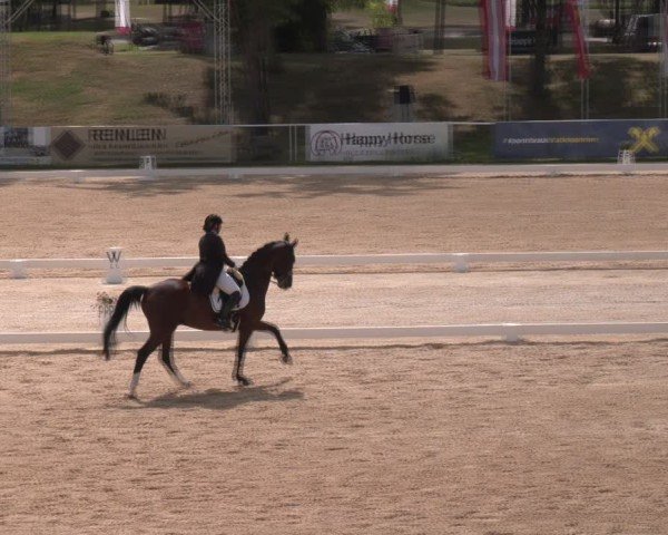 Reitturnier Stadl-Paura 2024
