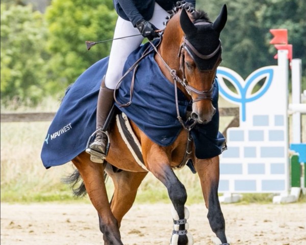 jumper Hakan (KWPN (Royal Dutch Sporthorse), 2012, from Tangelo van de Zuuthoeve) jumper Hakan (KWPN (Royal Dutch Sporthorse), 2012, from Tangelo van de Zuuthoeve)