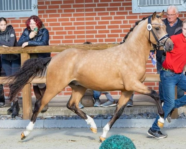 horse Don Caramelli (German Riding Pony, 2020, from D-Gold AT NRW)