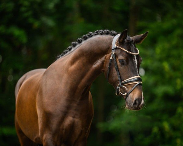 horse Imperioso VEC (Hanoverian, 2020, from Imperio 3) horse Imperioso VEC (Hanoverian, 2020, from Imperio 3)