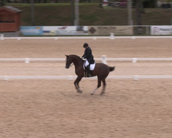 Reitturnier Stadl-Paura 2024
