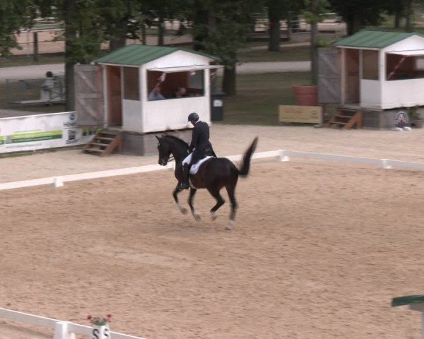 Reitturnier Stadl-Paura 2024