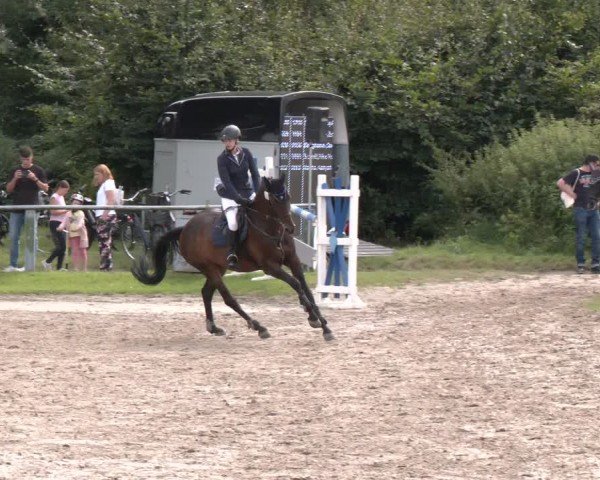 Reitturnier Datteln 2024