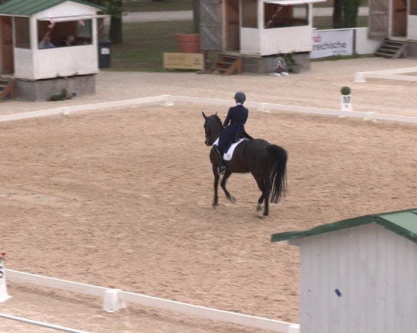 Reitturnier Stadl-Paura 2024