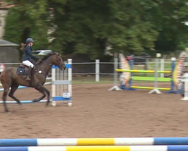 Reitturnier Demantsfürth/Mfr. 2024