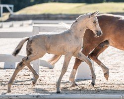 horse Novolino PP (Austrian Reitpony, 2024, from Anmari's Nottingham)