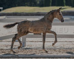 horse Noblesse PP (Austrian Reitpony, 2024, from Anmari's Nottingham)