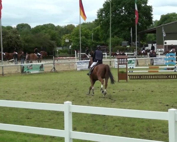 Reitturnier Düren 2013