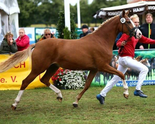broodmare Carlotti WE (German Riding Pony, 2015, from Casino Royale K WE)