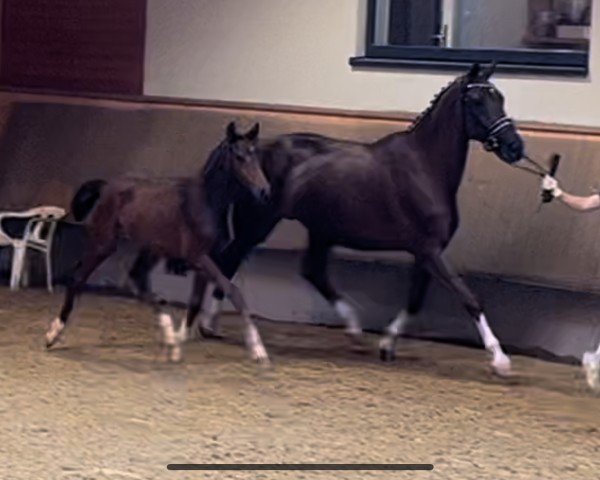 stallion Don Diego de la Vega (German Sport Horse, 2024, from Zoom)