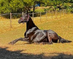 Pferd Wyanet R (Oldenburger, 2018, von Finest)