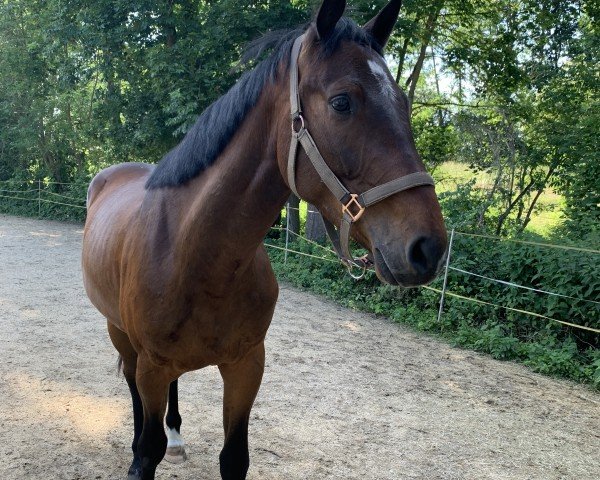 horse Clarelio Incipit (German Sport Horse, 2017, from Clarimo Ask)