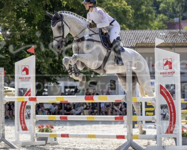 jumper Quintus 201 (Swedish Warmblood, 2011, from Quality Time) jumper Quintus 201 (Swedish Warmblood, 2011, from Quality Time)