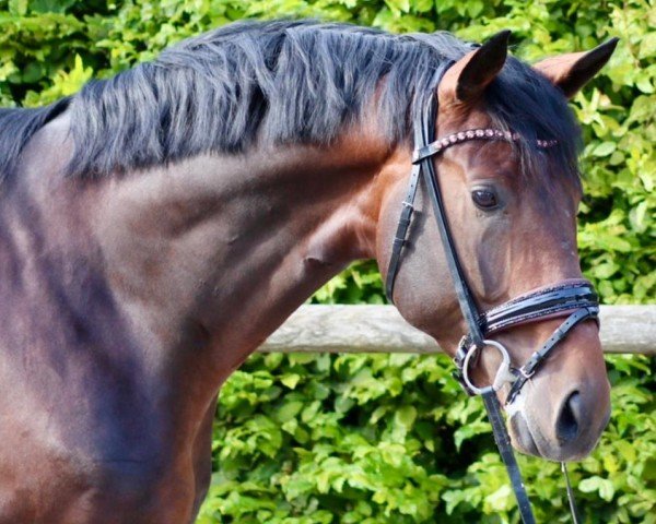 horse Big Diamond VEC (Hanoverian, 2020, from Belissimo NRW)