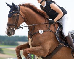 jumper Ballygriffin Harvey (Irish Sport Horse, 2010, from Newmarket Venture)