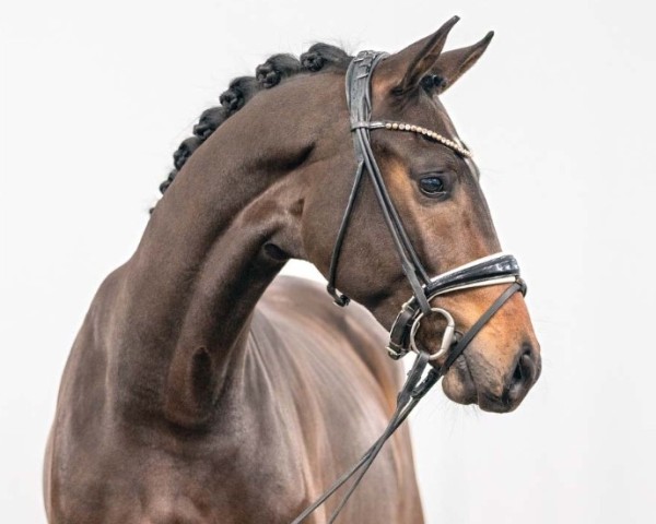 horse Diamantenfieber VEC (Hanoverian, 2021, from Dimaggio Black)
