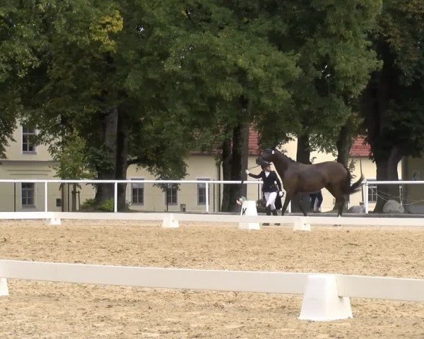 Oberösterreichisches Reitpferdechampionat / Pferdezuchtverband Stadl Paura