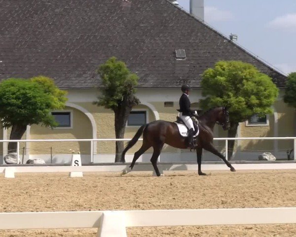 Oberösterreichisches Reitpferdechampionat / Pferdezuchtverband Stadl Paura