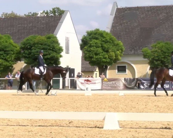 Oberösterreichisches Reitpferdechampionat / Pferdezuchtverband Stadl Paura
