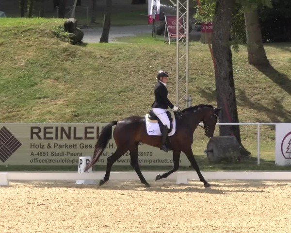 Reitturnier Stadl-Paura 2024