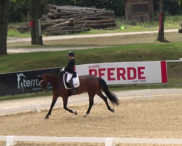 Reitturnier Stadl-Paura 2024