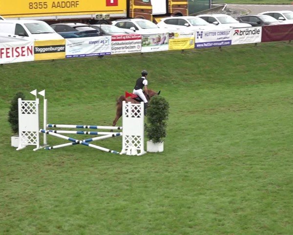 Reitturnier Aadorf 2024