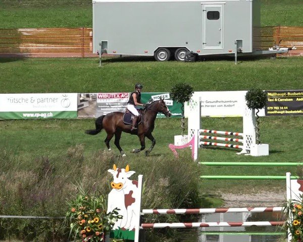 Reitturnier Aadorf 2024