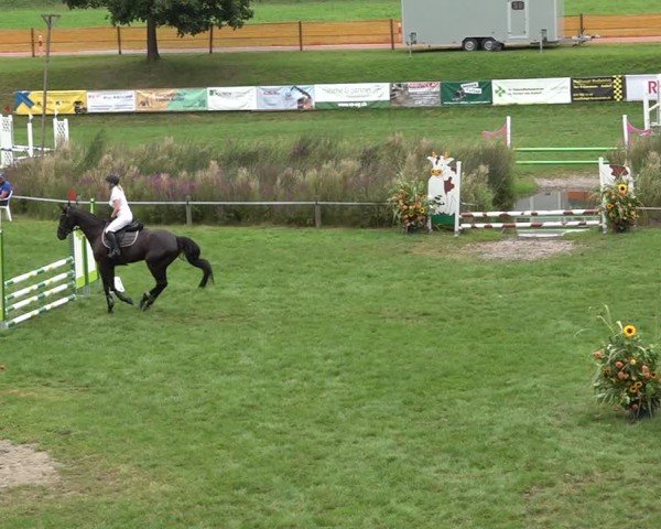 Reitturnier Aadorf 2024