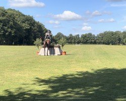 jumper Dakota xx (Thoroughbred, 2012, from Dansant xx)
