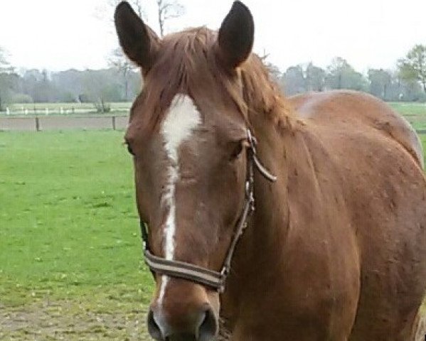 broodmare Marilena (Westphalian, 1997, from Mon Chèri)