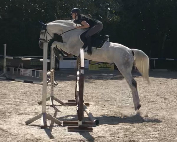 Zuchtstute Dorina (Deutsches Reitpferd, 2016, von Cristallo I) Zuchtstute Dorina (Deutsches Reitpferd, 2016, von Cristallo I)