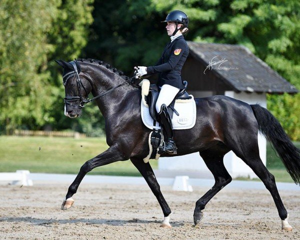 broodmare Farah Felicita (Hanoverian, 2015, from Finest)