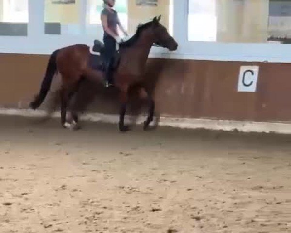 Video von Drago